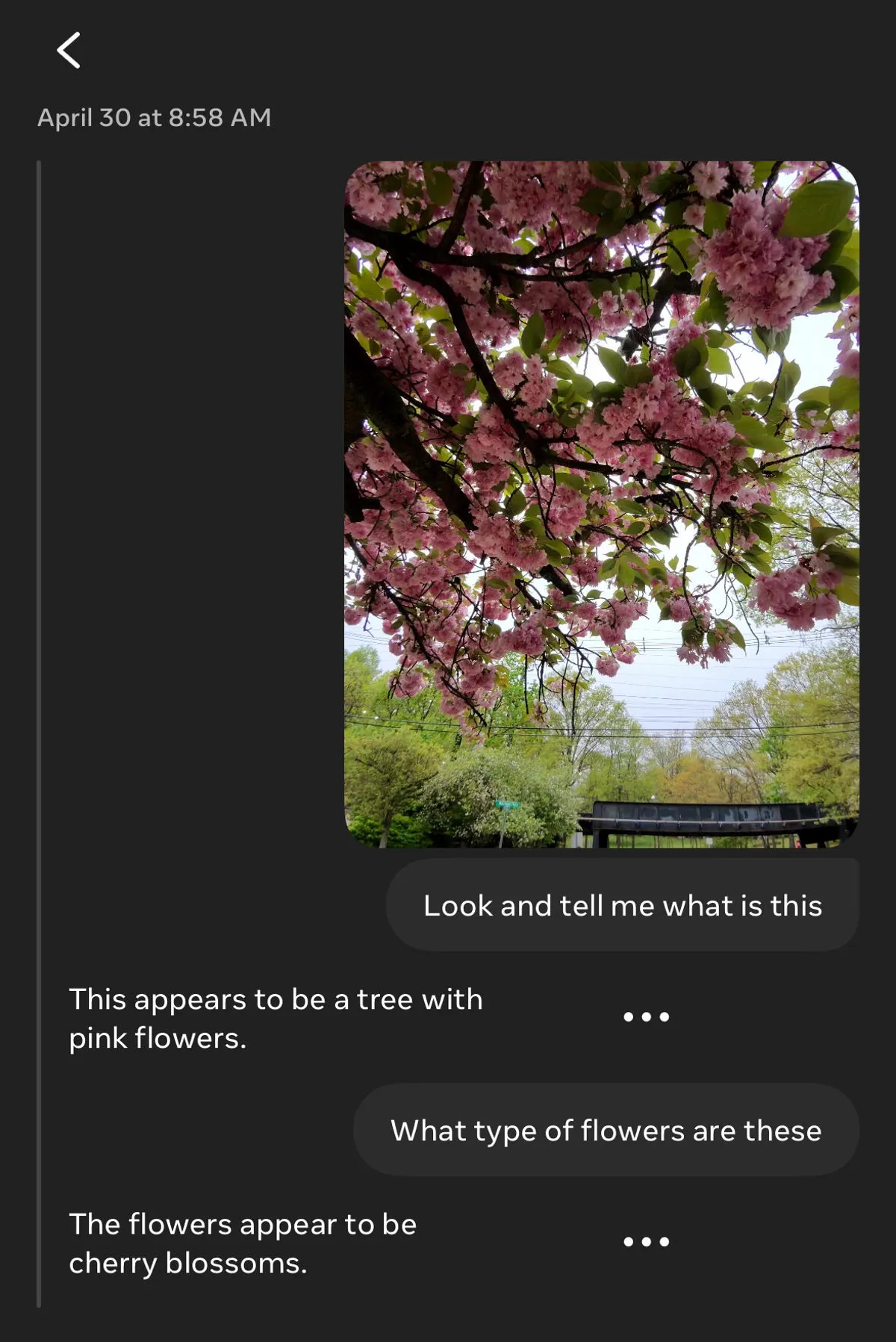 与人工智能对话的屏幕截图，内容涉及从包含的照片中识别花朵