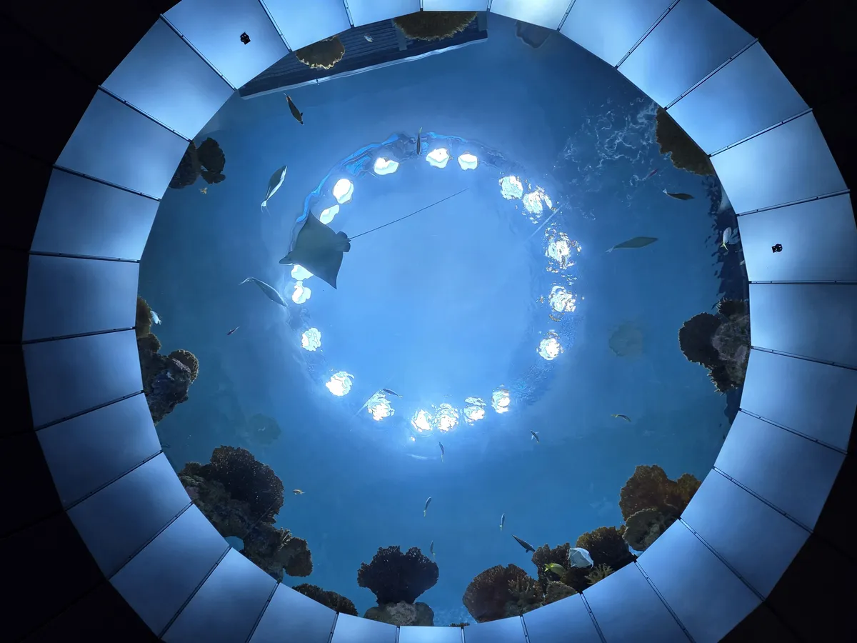 有蝠鲼和鱼的圆形水族馆