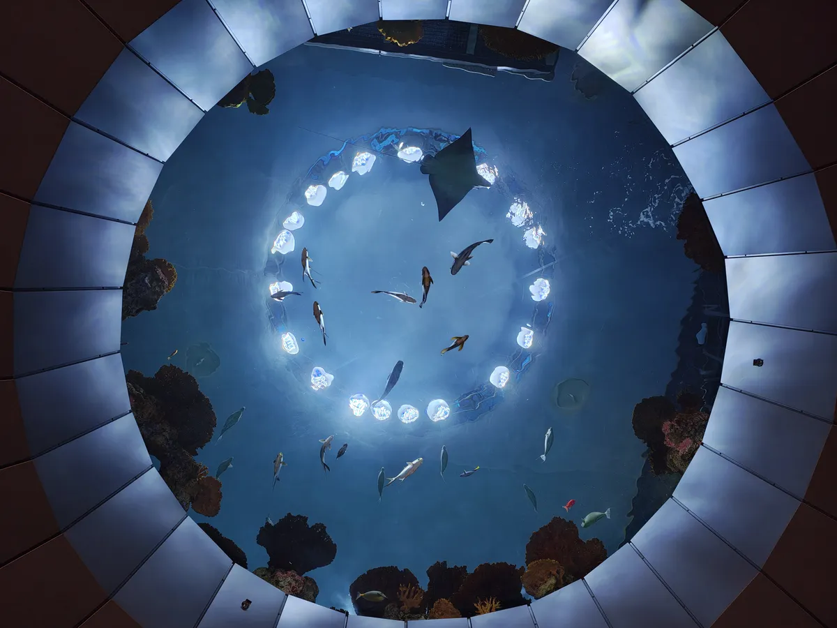 圆形水族馆的开口，里面有鱼和蝠鲼在游动