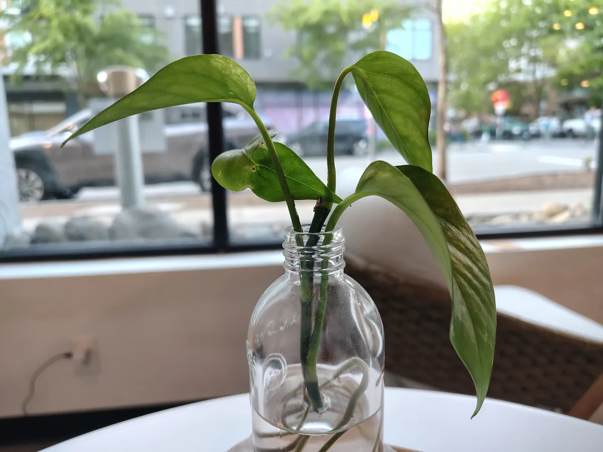 小花瓶里的植物