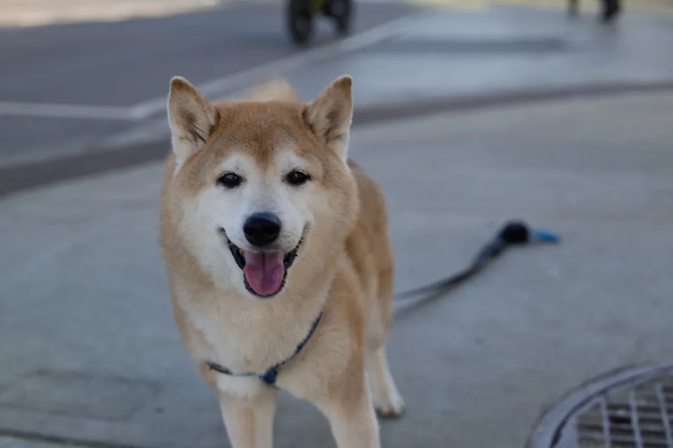 一只柴犬看着镜头