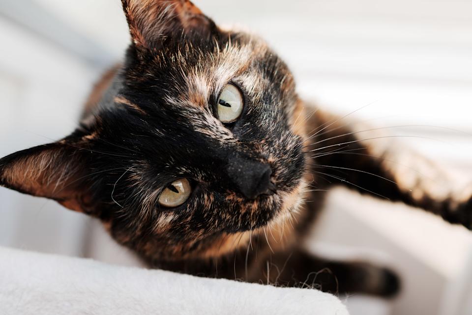 一只玳瑁猫向摄影师走来。