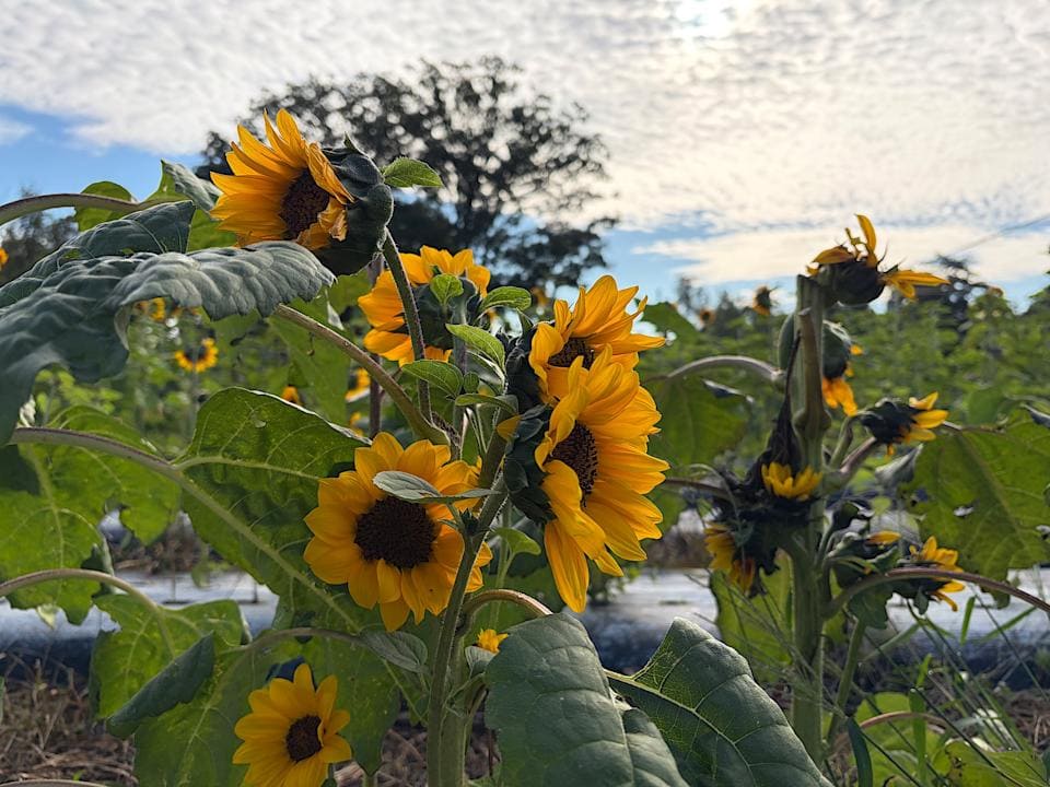 在一个阴云密布的早晨，向日葵的这片迷人景象依然色彩鲜艳。