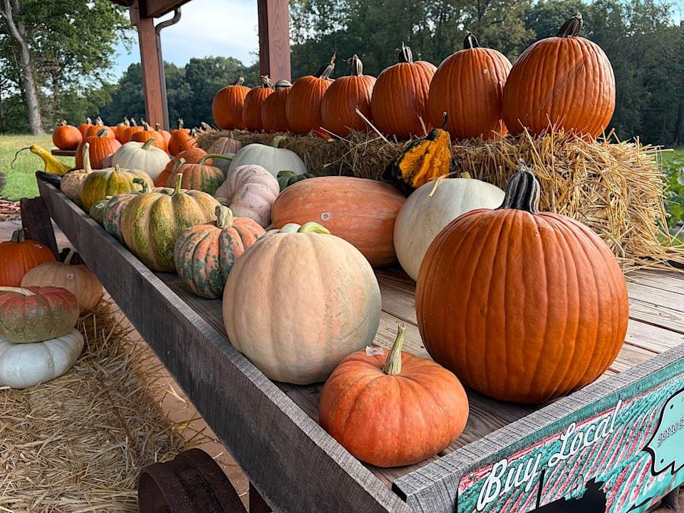 在弱光条件下，色彩依然鲜艳。