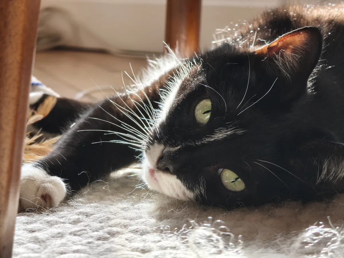 小米 15T Pro 相机样张 猫咪人像模式 5 倍变焦