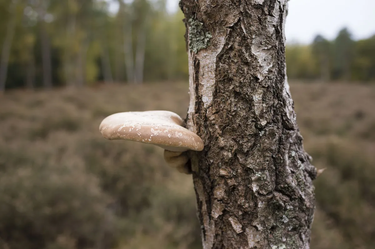徕卡 M EV1 样片集：枯树上长出大蘑菇