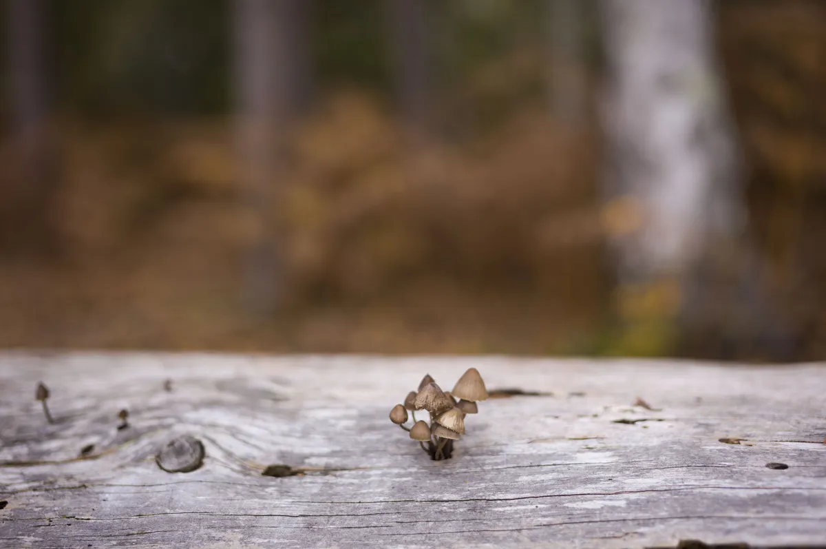 徕卡 M EV1 样片集：倒下的树上长出的蘑菇