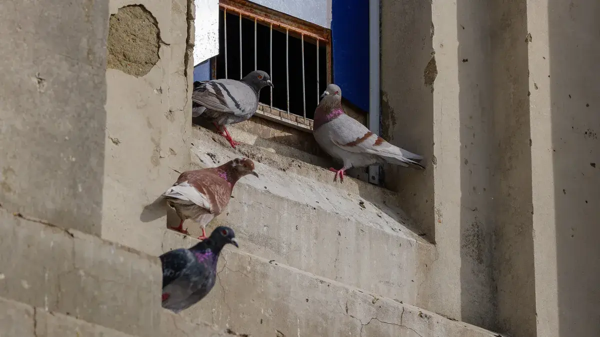 使用 Panasonic Lumix S 100-500mm F5-7.1 OIS 镜头拍摄的照片