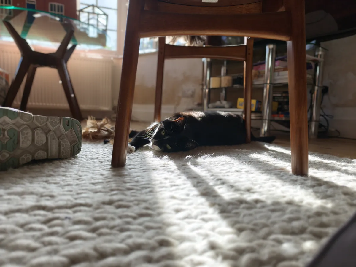 小米 15T Pro 相机样张 猫像模式 1 倍变焦