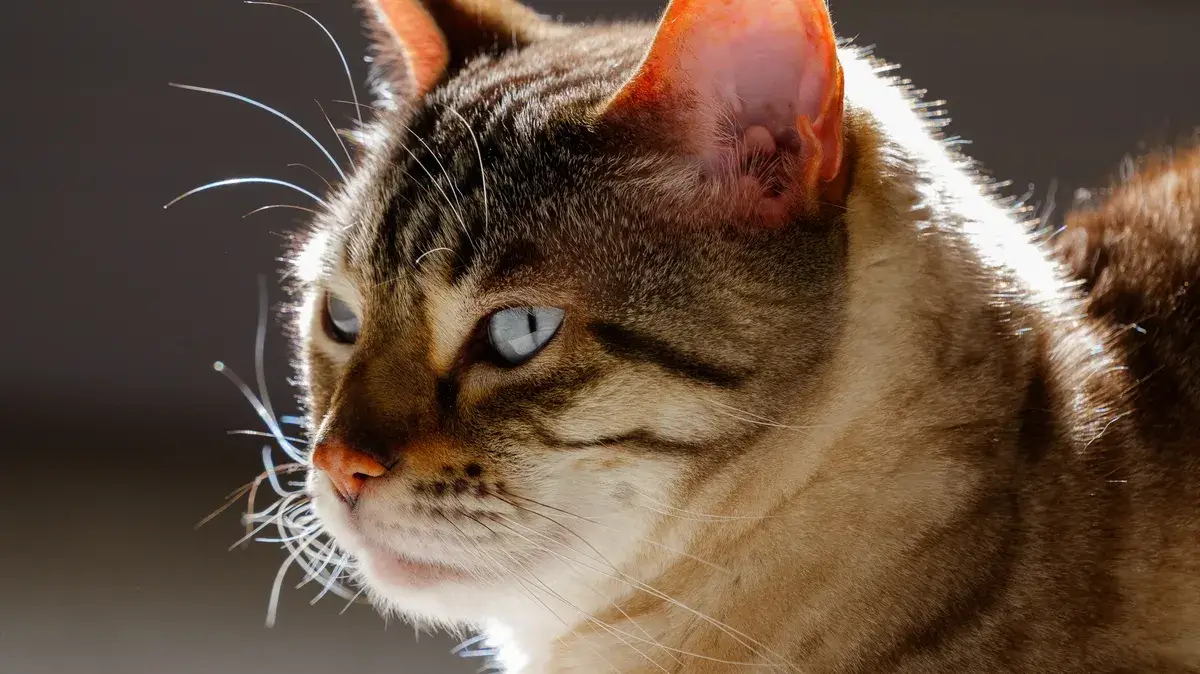 使用 Panasonic Lumix S 100-500mm F5-7.1 OIS 镜头拍摄的照片