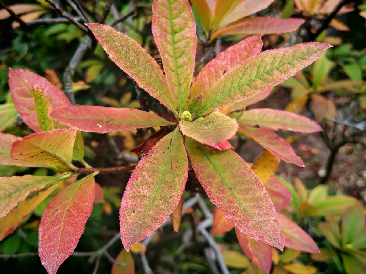 近距离观察一朵红花