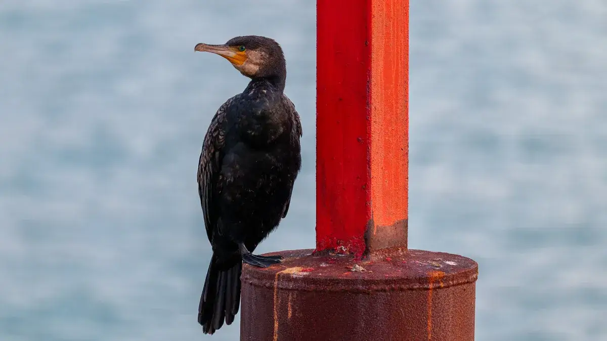 使用 Panasonic Lumix S 100-500mm F5-7.1 OIS 镜头拍摄的照片