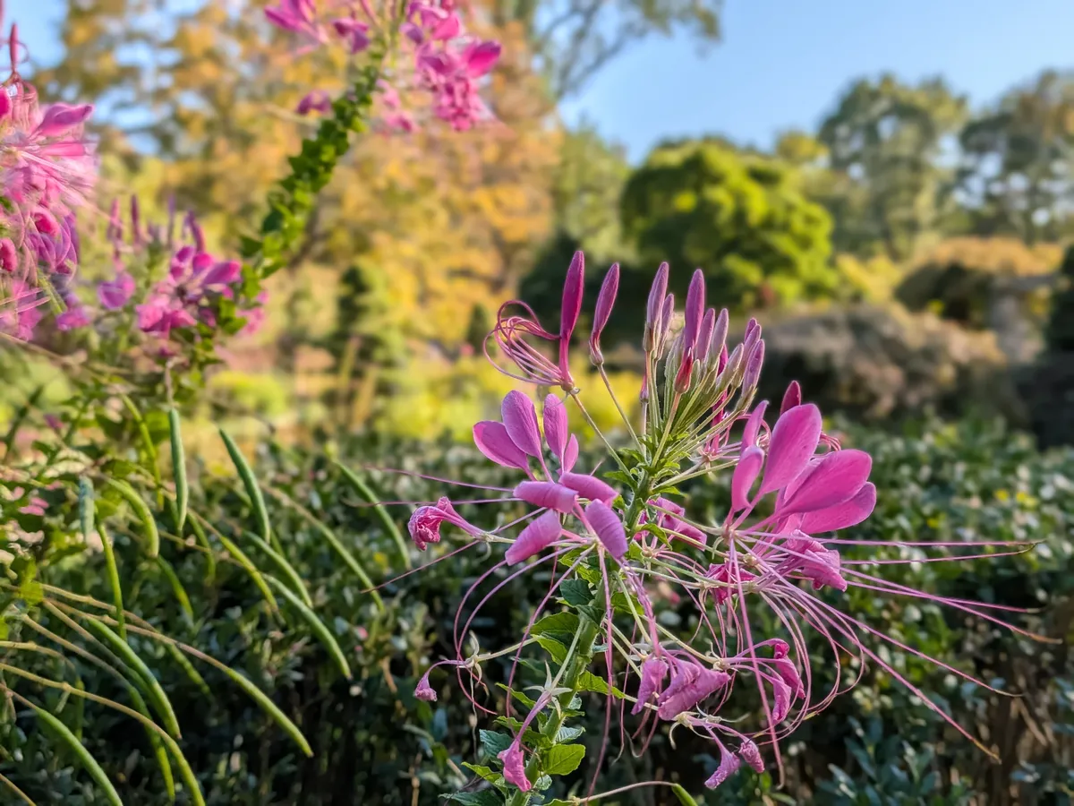 Google Pixel 10 Pro Fold 相机肖像模式下的花朵样张
