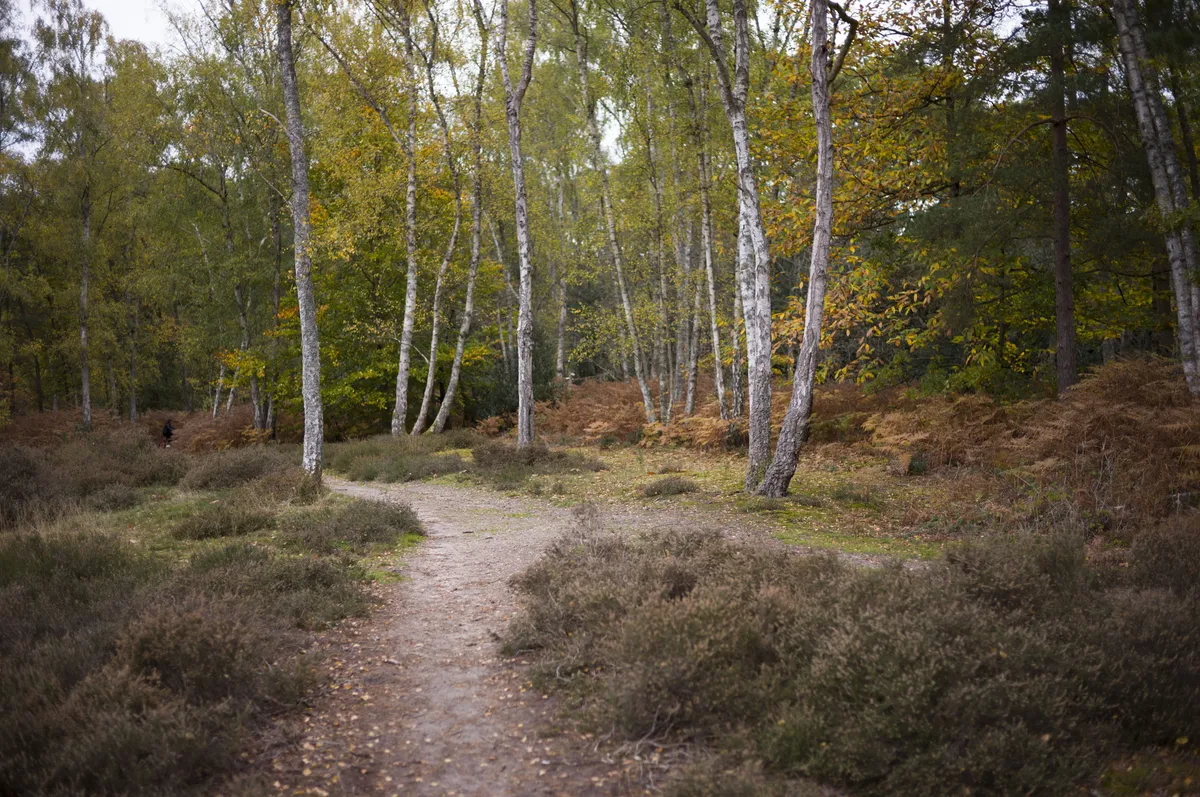 徕卡 M EV1 样张集：秋日
