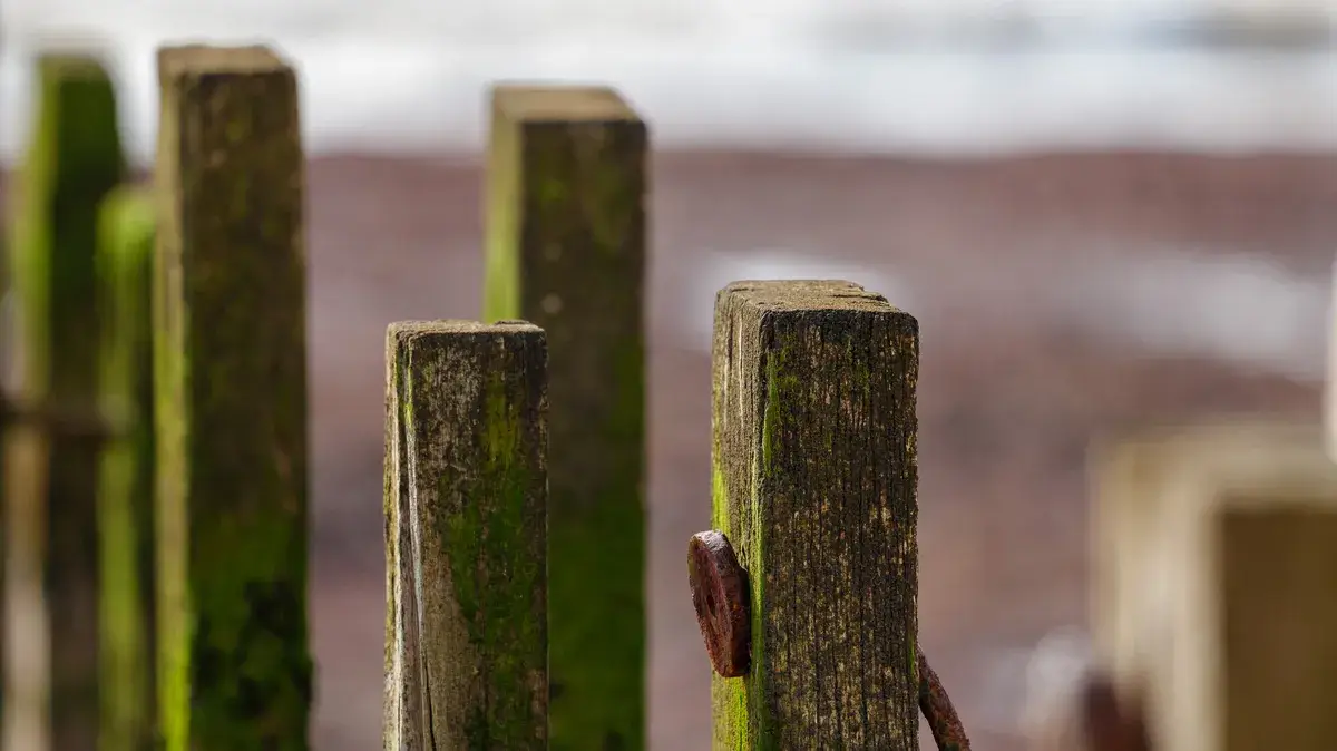 使用 Panasonic Lumix S 100-500mm F5-7.1 OIS 镜头拍摄的照片