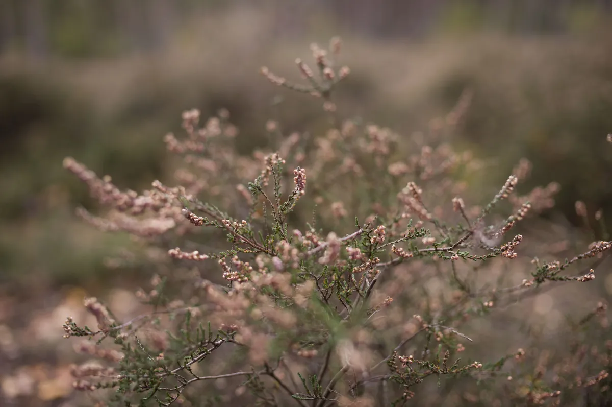 徕卡 M EV1 样张集：石南花特写