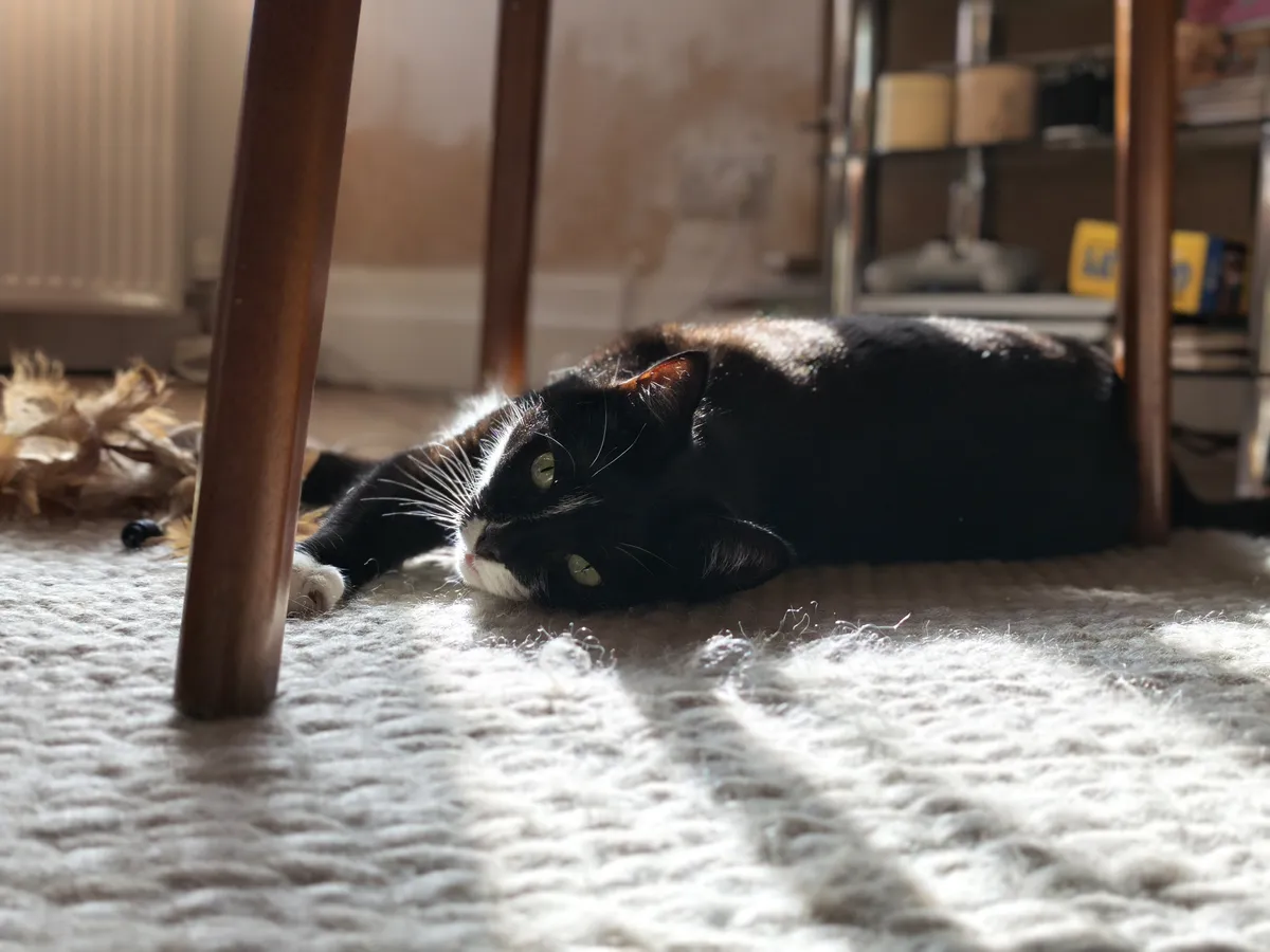 小米 15T Pro 相机样张 猫像模式 2 倍变焦