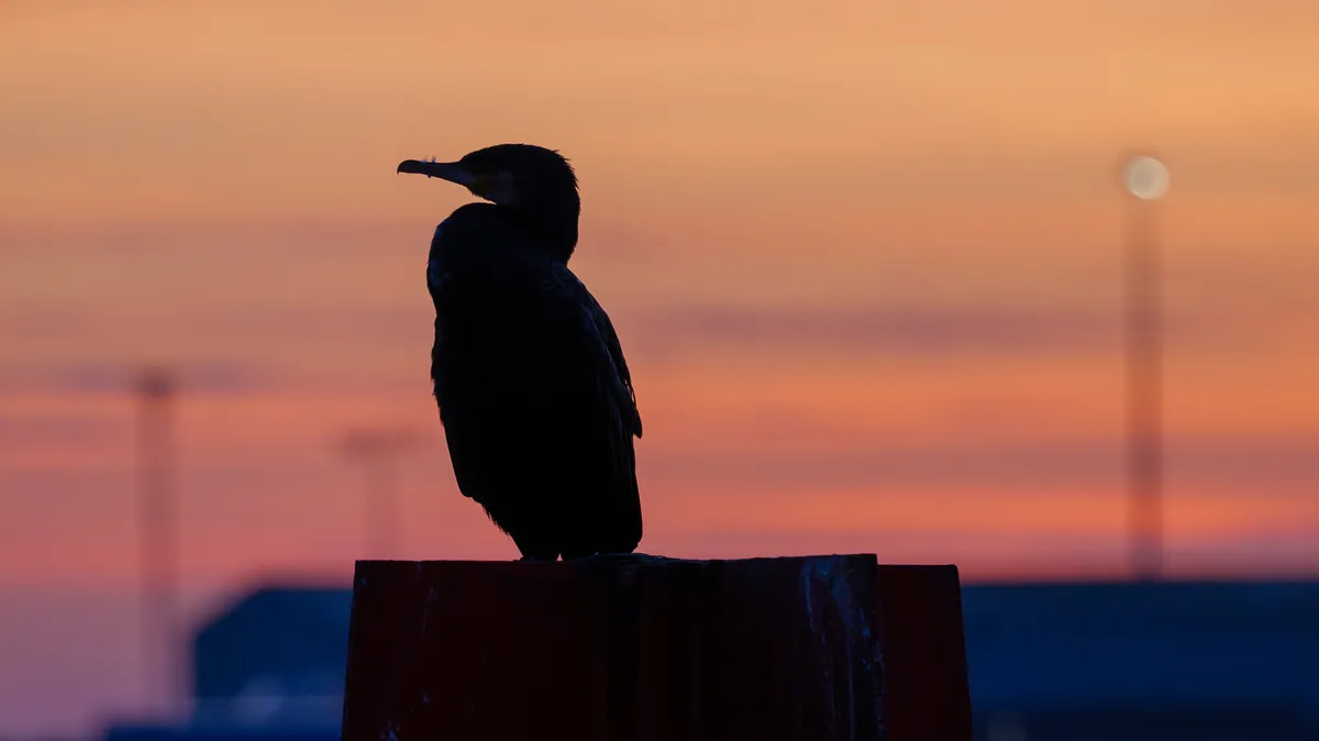 使用 Panasonic Lumix S 100-500mm F5-7.1 OIS 镜头拍摄的照片