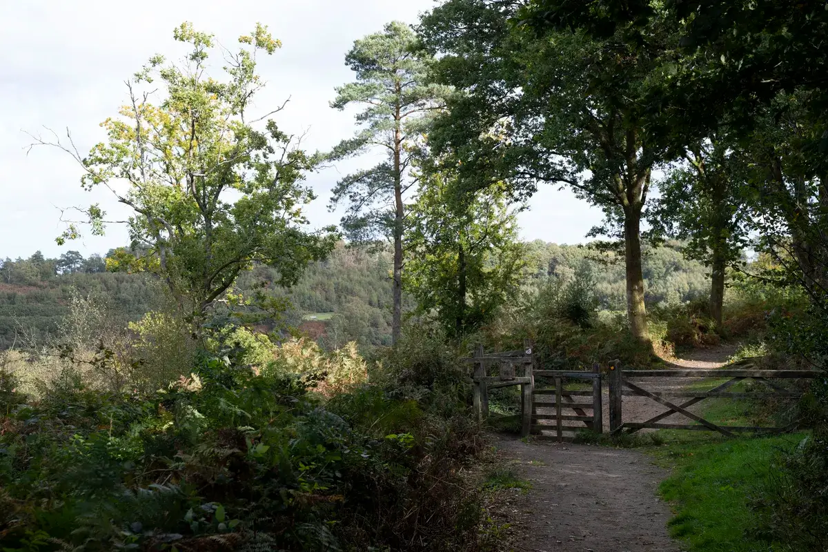 尼康 Z 24-70mm f/2.8 S II 样片库：林间小路