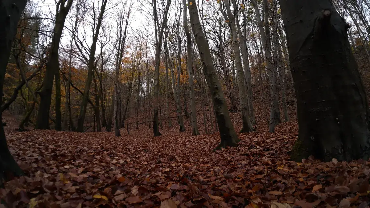 DJI Osmo Action 6 相机拍摄的林地景色