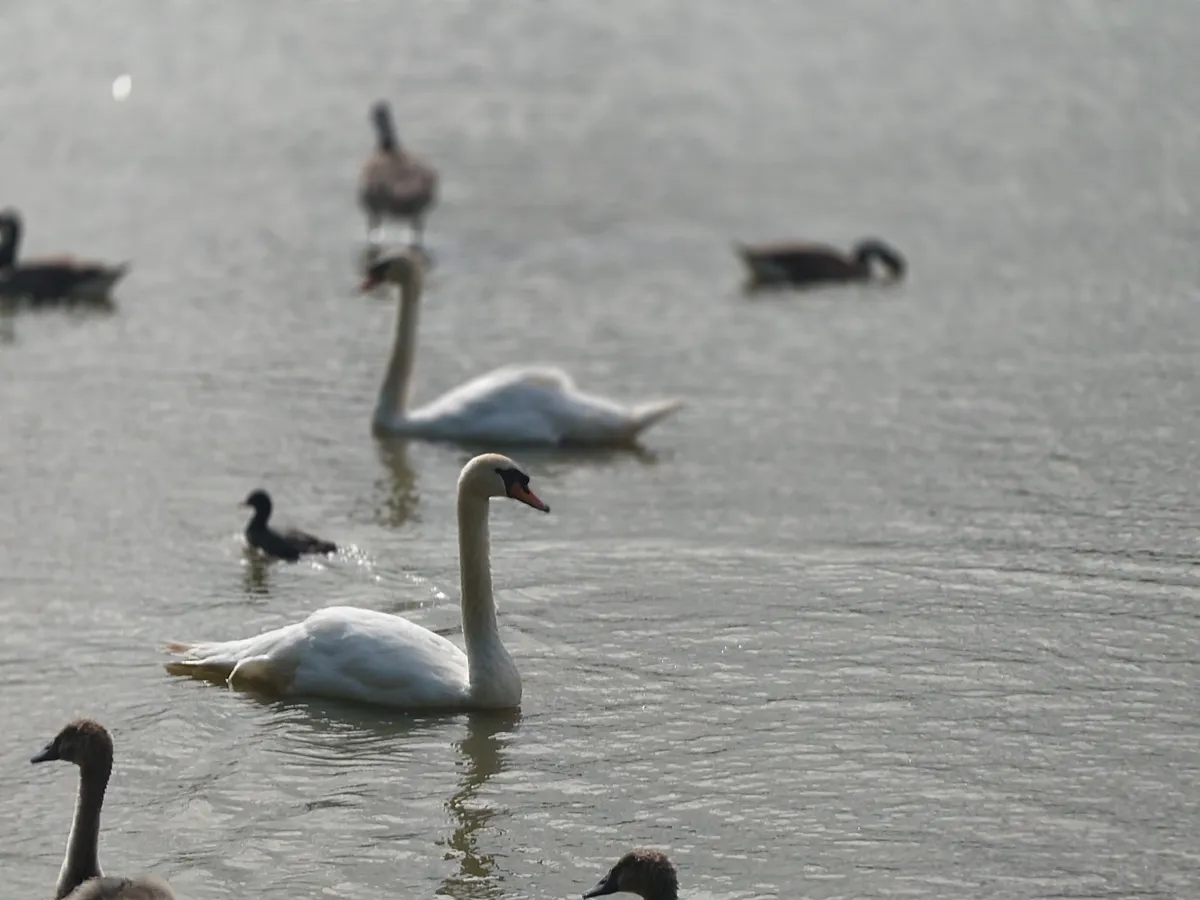 索尼 Xperia 1 VII 相机样张：天鹅