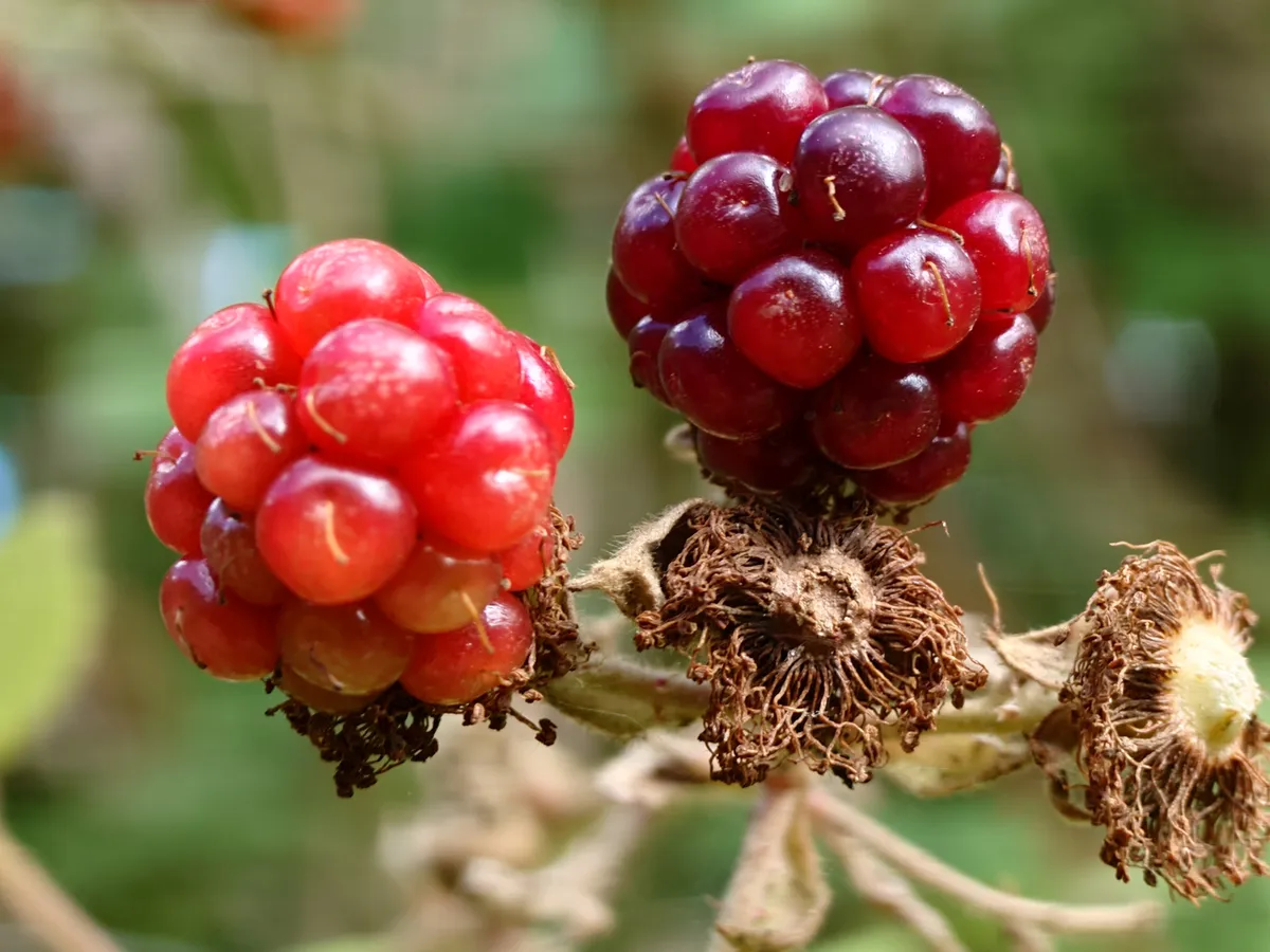 索尼 Xperia 1 VII 拍摄的微距相机样张