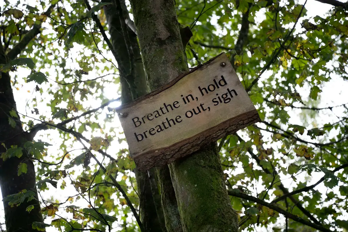 尼康 Z 24-70mm f/2.8 S II 样片图库：树上挂着一块木牌，上面写着“吸气，屏住呼吸，呼气，叹气”，太阳在它背后。