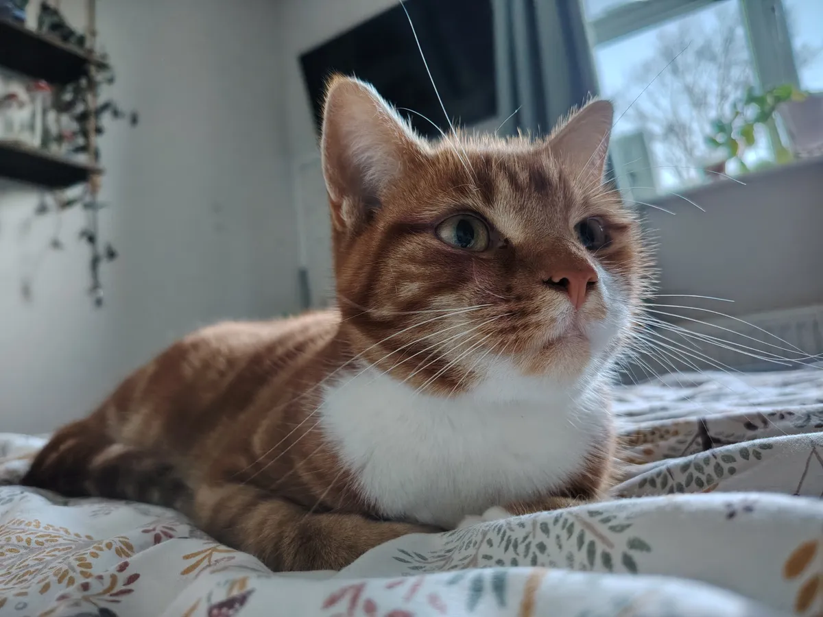 荣耀Magic 8 Lite相机样张 荣耀Magic 8 Lite相机样张