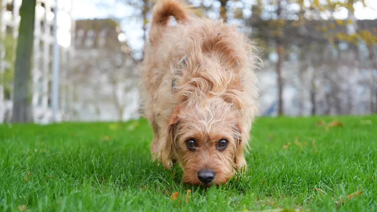 这张狗狗的照片是用索尼A7 V微单相机在伦敦拍摄的。