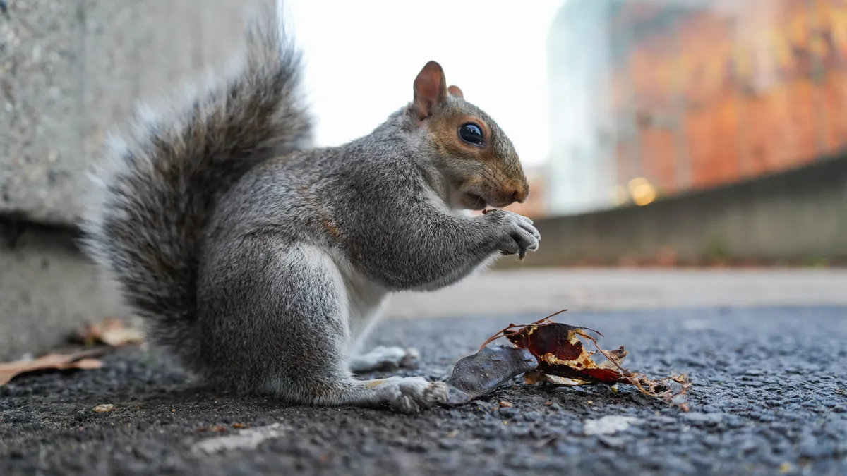 这张照片是用索尼A7 V微单相机在伦敦拍摄的。