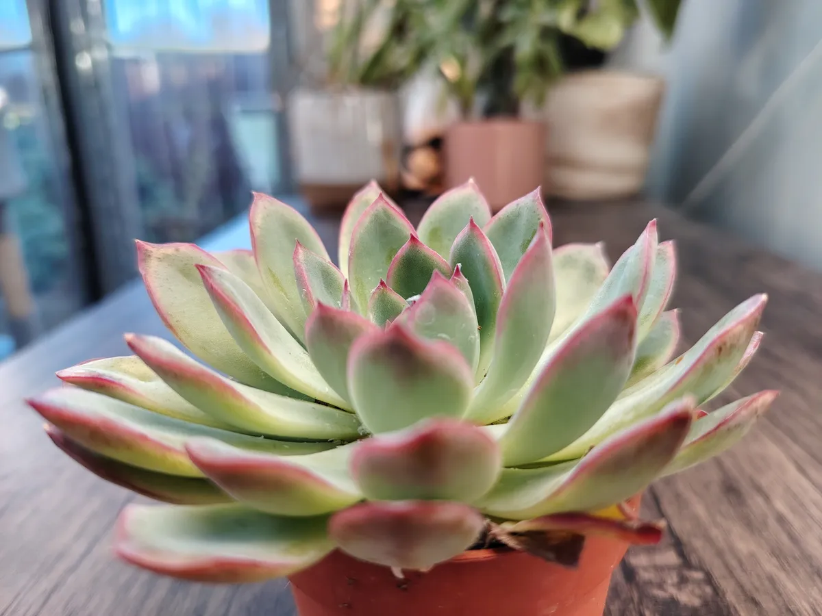 荣耀Magic 8 Lite相机样张 荣耀Magic 8 Lite相机样张