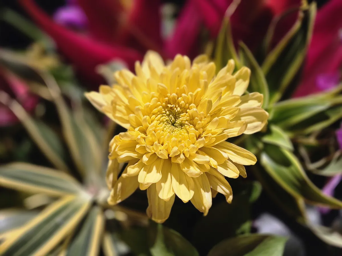 使用三星 Galaxy S25 FE 拍摄的相机样张